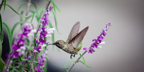 Hummingbird