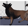 [COM] Heeling for Rally-O