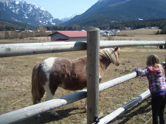 A very beautifull horse!!!!