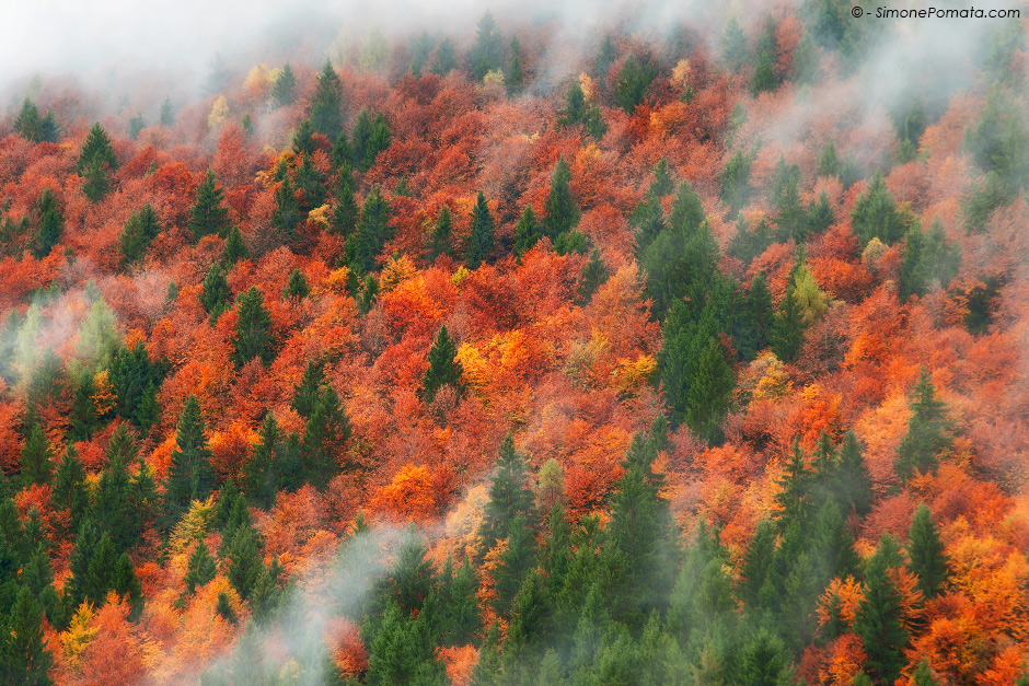 Forest in fog