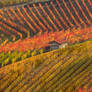 House in Barolo