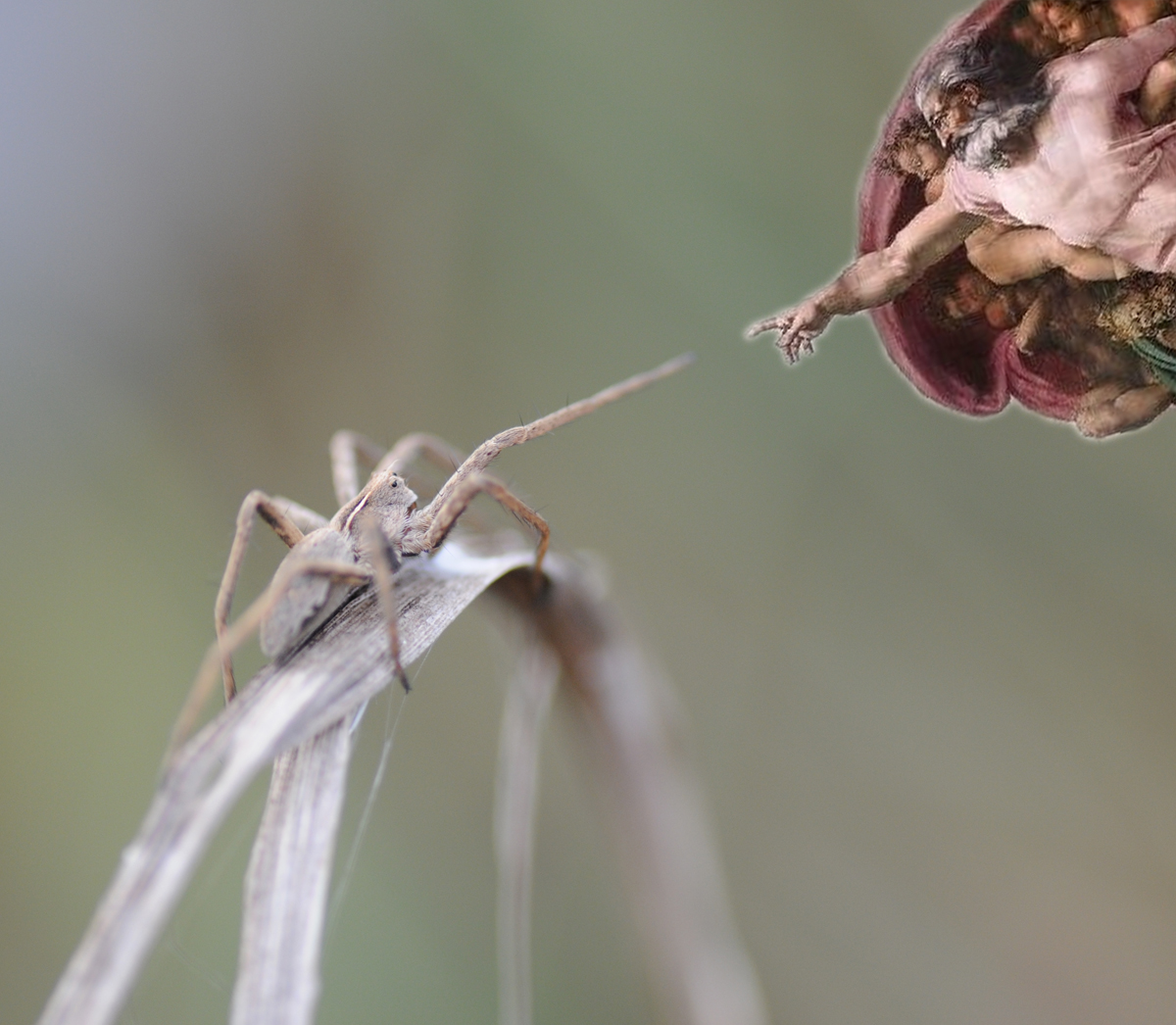 Spider Touch