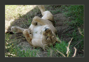 The Lazy Lioness