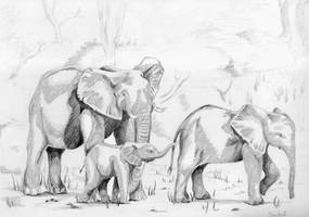 Elephants