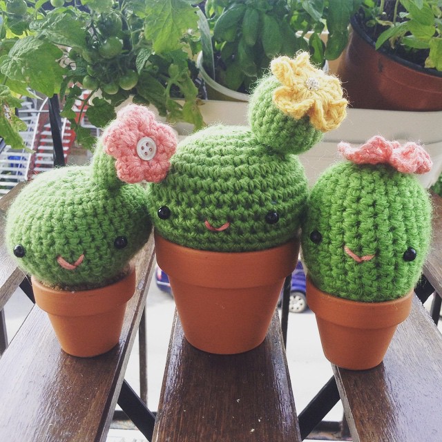 Cacti!