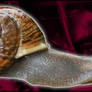 Cockney snail signature