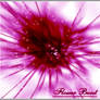Flower Burst