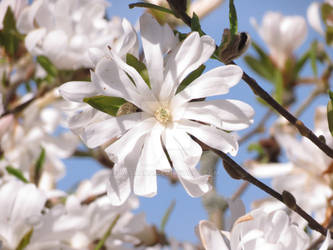 Magnolia stellata