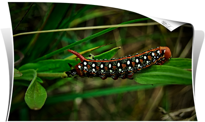 Caterpillar