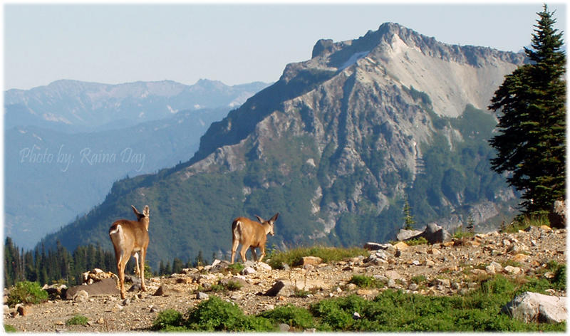 Washington wildlife