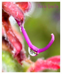 Dewdrop