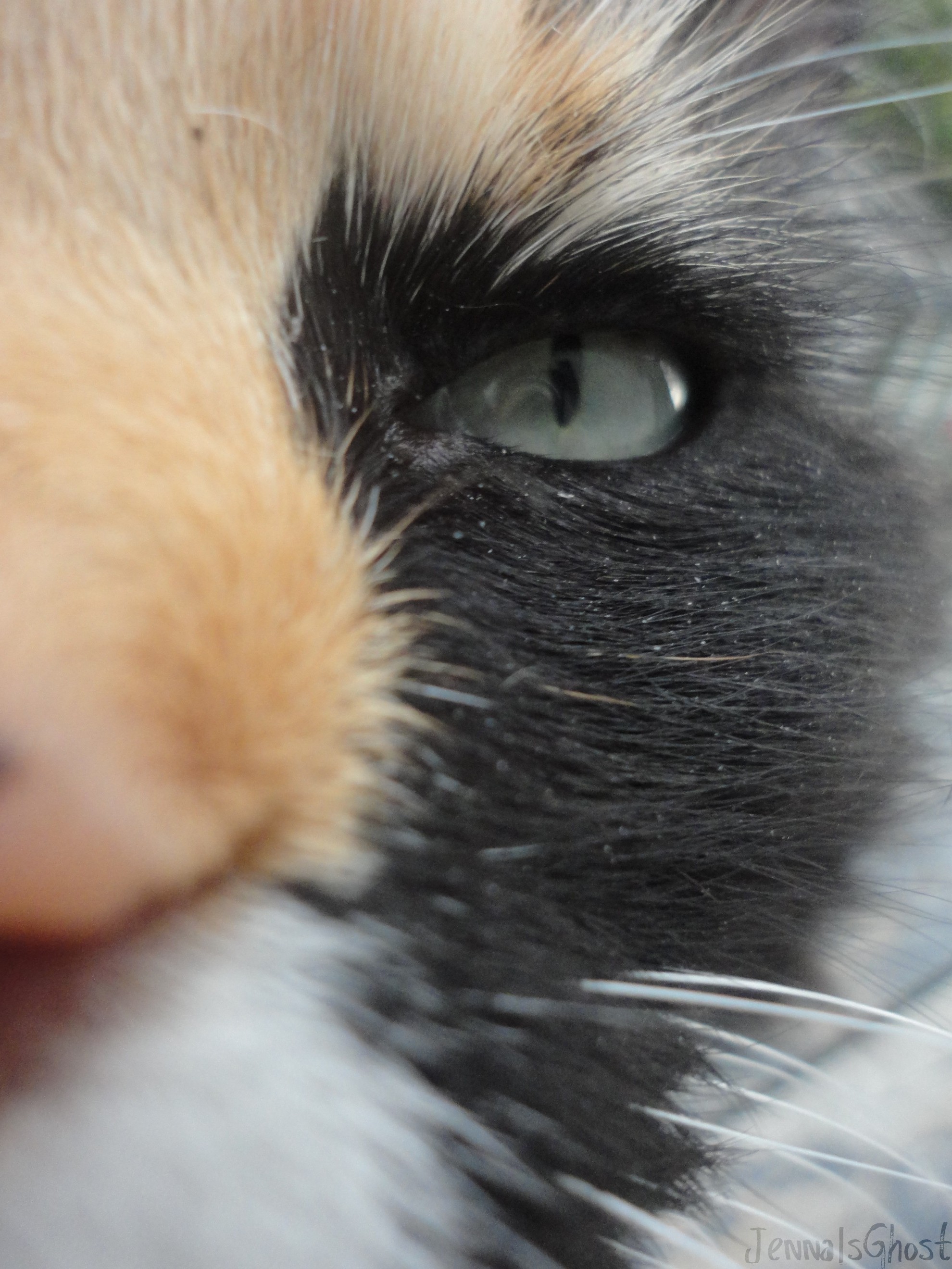 Cat Close up