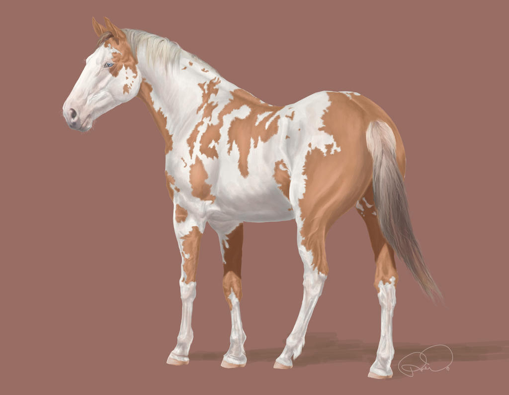 Painted Stallion