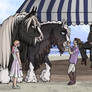 Vasteuro Breed Showcase