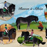 AA - Dressage Apprenticeship
