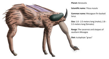 Mesogean fin-backed tarus (Xenosulia)