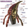 Anatomy of Amthalassan Megafauna