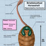 Bristletoothed Horseshell