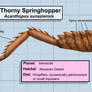 Thorny Springhopper