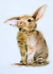 Sad rabbit / Adorable Bunny by stokrotas