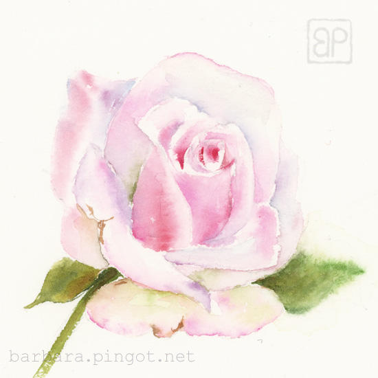 Rose portrait II by stokrotas on DeviantArt