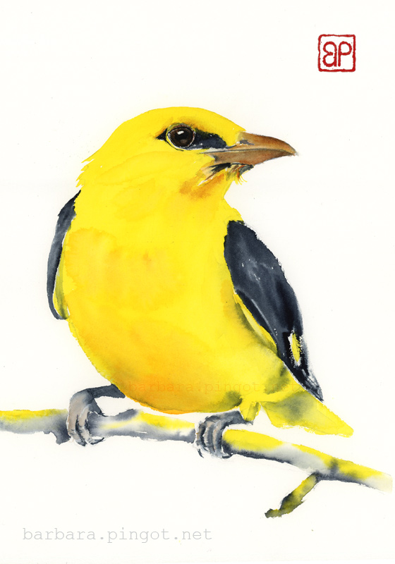 Wdzieczna wilga/Golden oriole