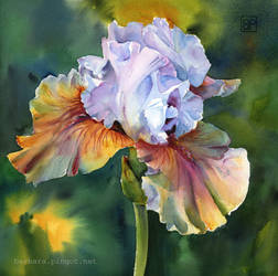 Art Flowers On Heavenlybackyardbird Deviantart