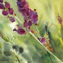 Lawenda Z Niespodzianka /Lavender with a surprise
