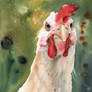 Angry Bird