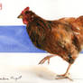 Follow the chicken