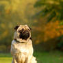 Autumn portrait