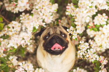 Waiting for a kiss below a blooming apple tree by Zluvka