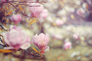 Spring bokeh by Zluvka