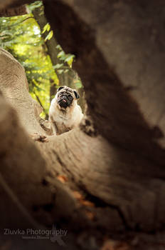 Wild Pug!