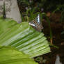 Butterflies' Leaf