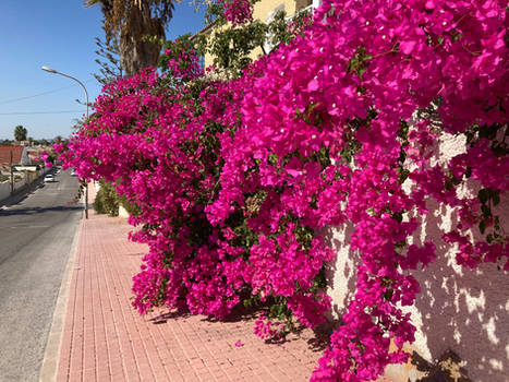 Pink flower covered wall