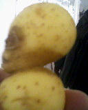 Alien Potato by Paramorefan1995 on DeviantArt