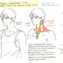 Basic Neck Anatomy
