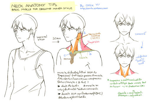 Basic Neck Anatomy