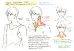 Basic Neck Anatomy