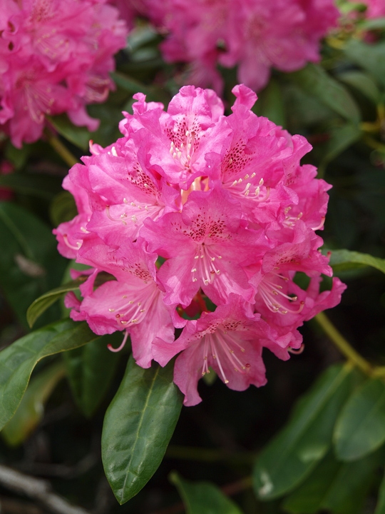 Rhododendron