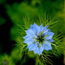 Star Flower