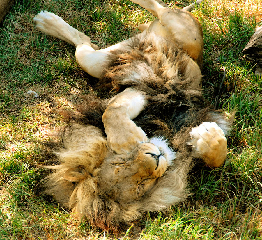 Sleeping Lion