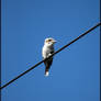 Kookaburra