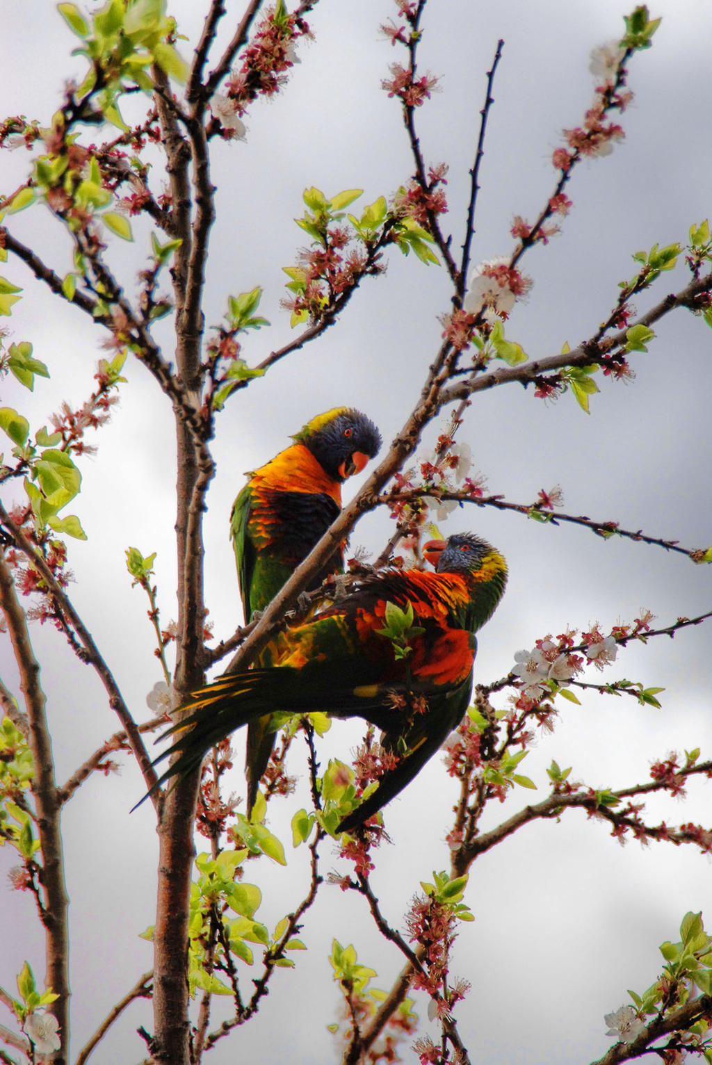 Parrot Chat