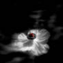 Unfurling...