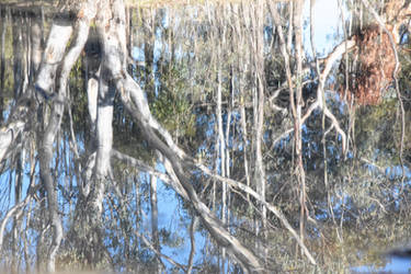 Eucalyptus Reflections