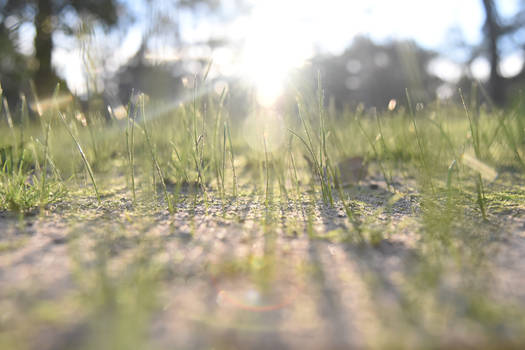 Through the Grass