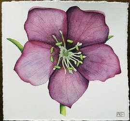 174 - Hellebore