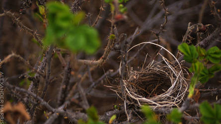 home in the brush